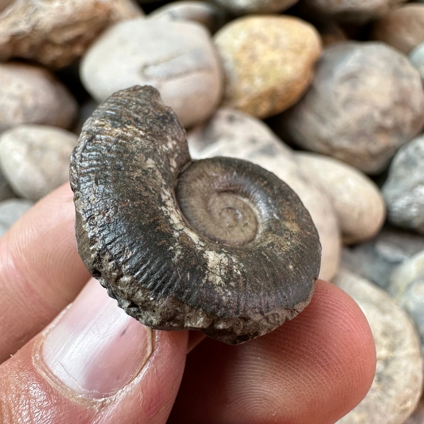 Lytoceras ammonite fossil - Whitby, North Yorkshire