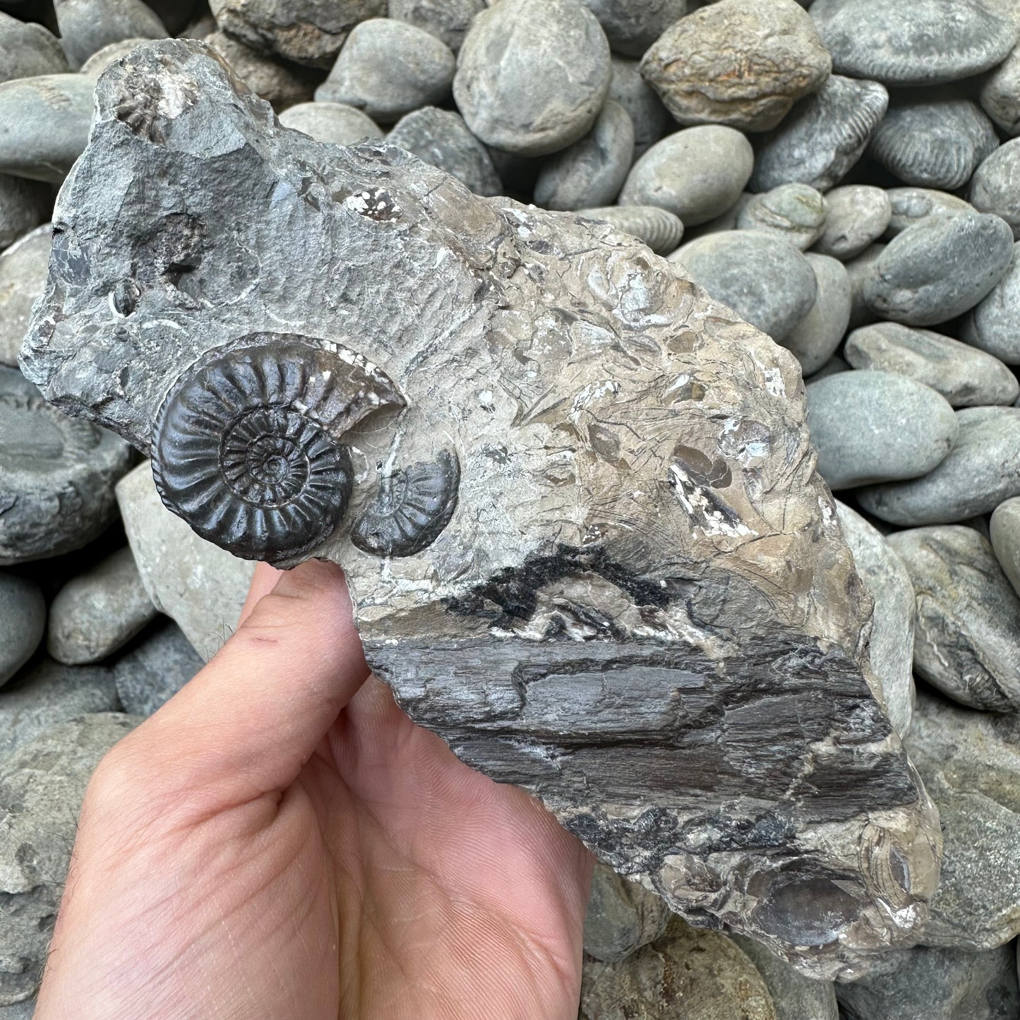 Amaltheus subnodosus ammonite fossil - Whitby, North Yorkshire