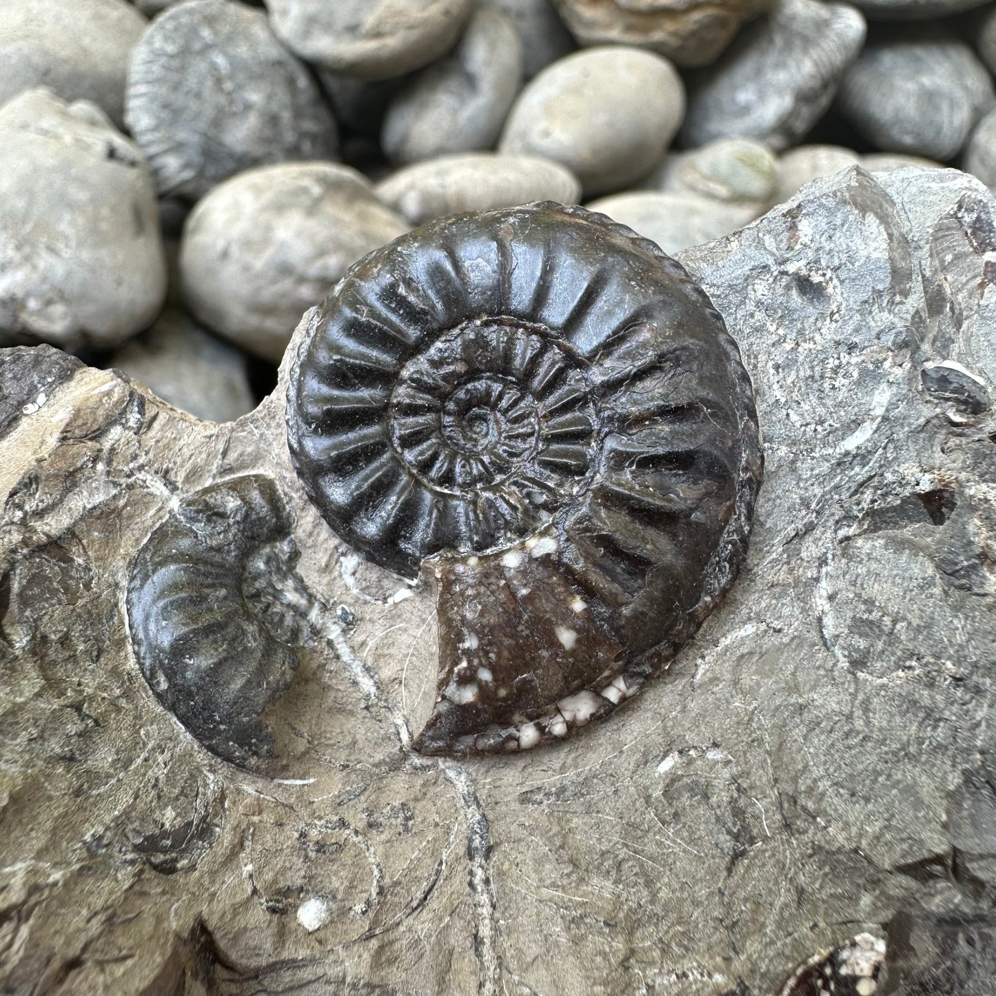 Amaltheus subnodosus ammonite fossil - Whitby, North Yorkshire