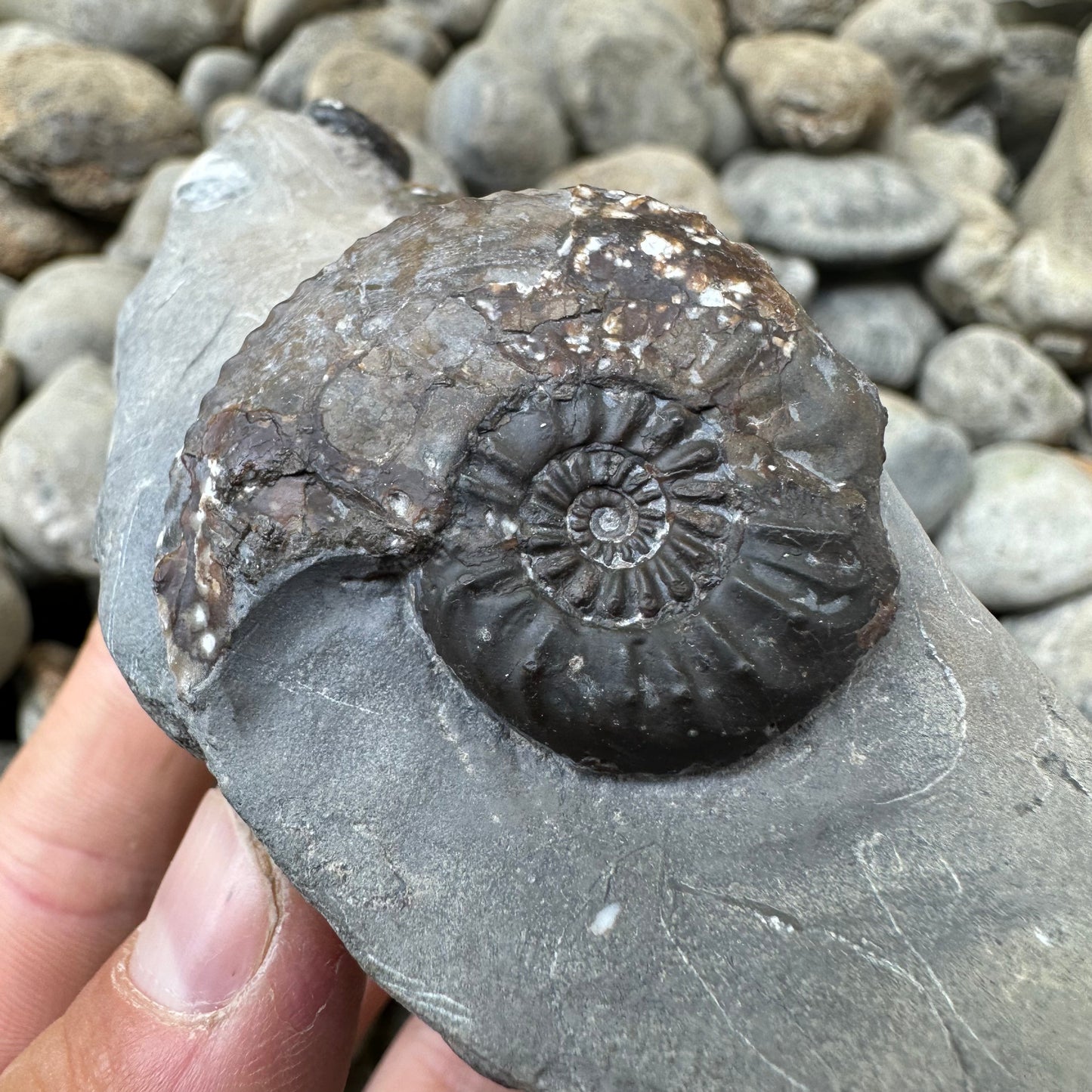 Amaltheus subnodosus ammonite fossil - Whitby, North Yorkshire