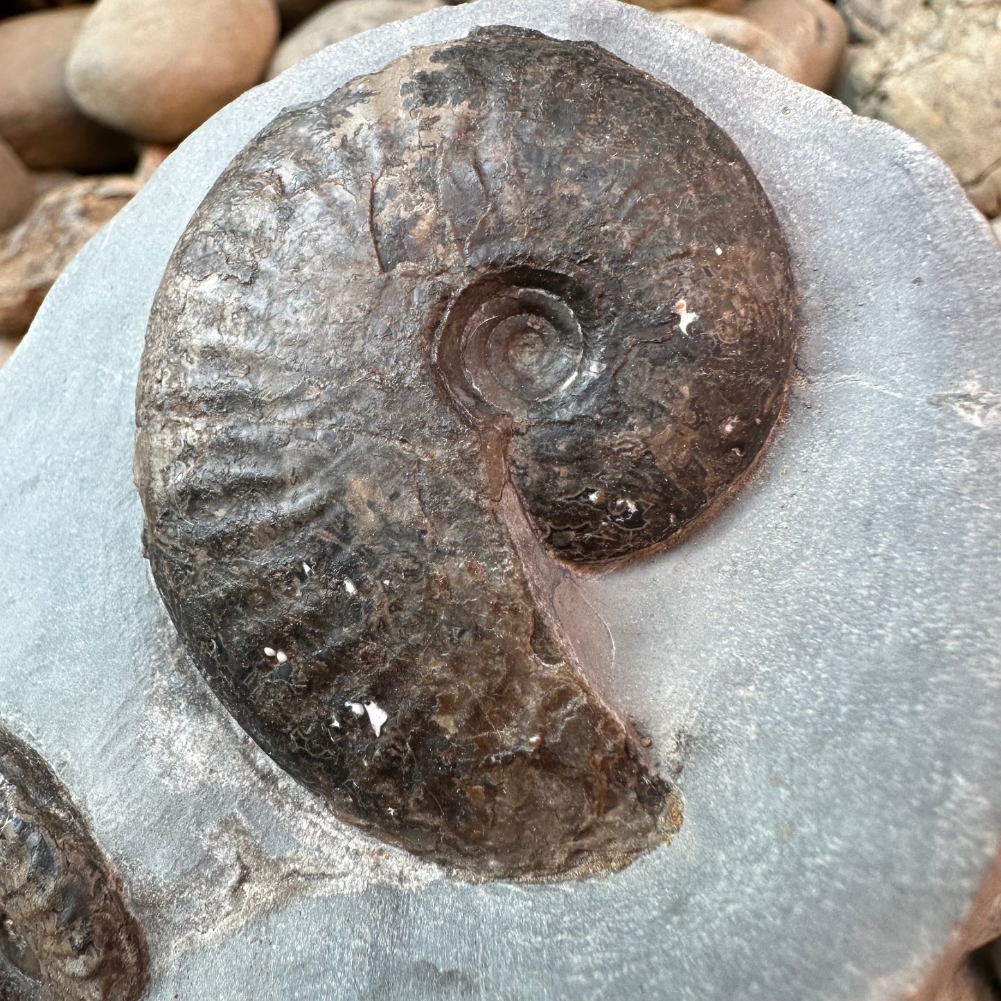 Grammoceras thouarense / pseudolioceras boulbiense ammonite fossil - Whitby, North Yorkshire Jurassic Coast