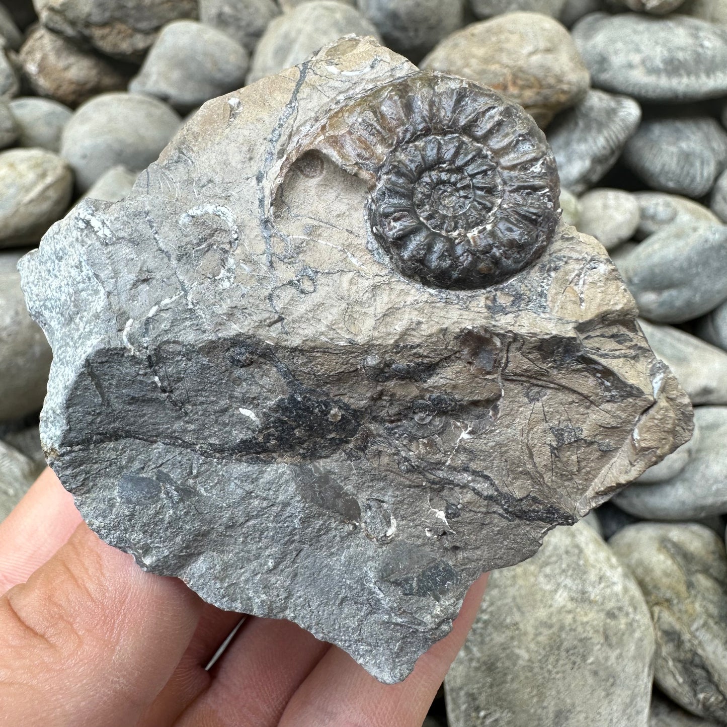 Amaltheus subnodosus ammonite fossil - Whitby, North Yorkshire