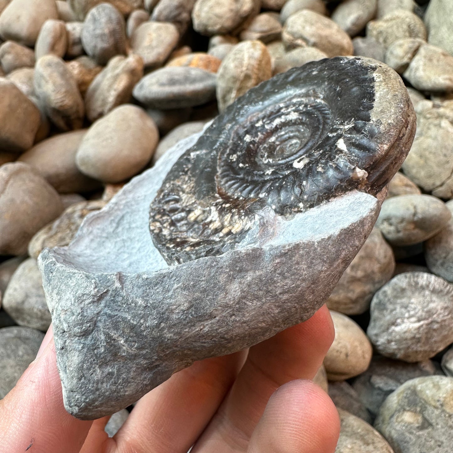 Hildoceras Bifrons ammonite fossil - Whitby, North Yorkshire Jurassic Coast