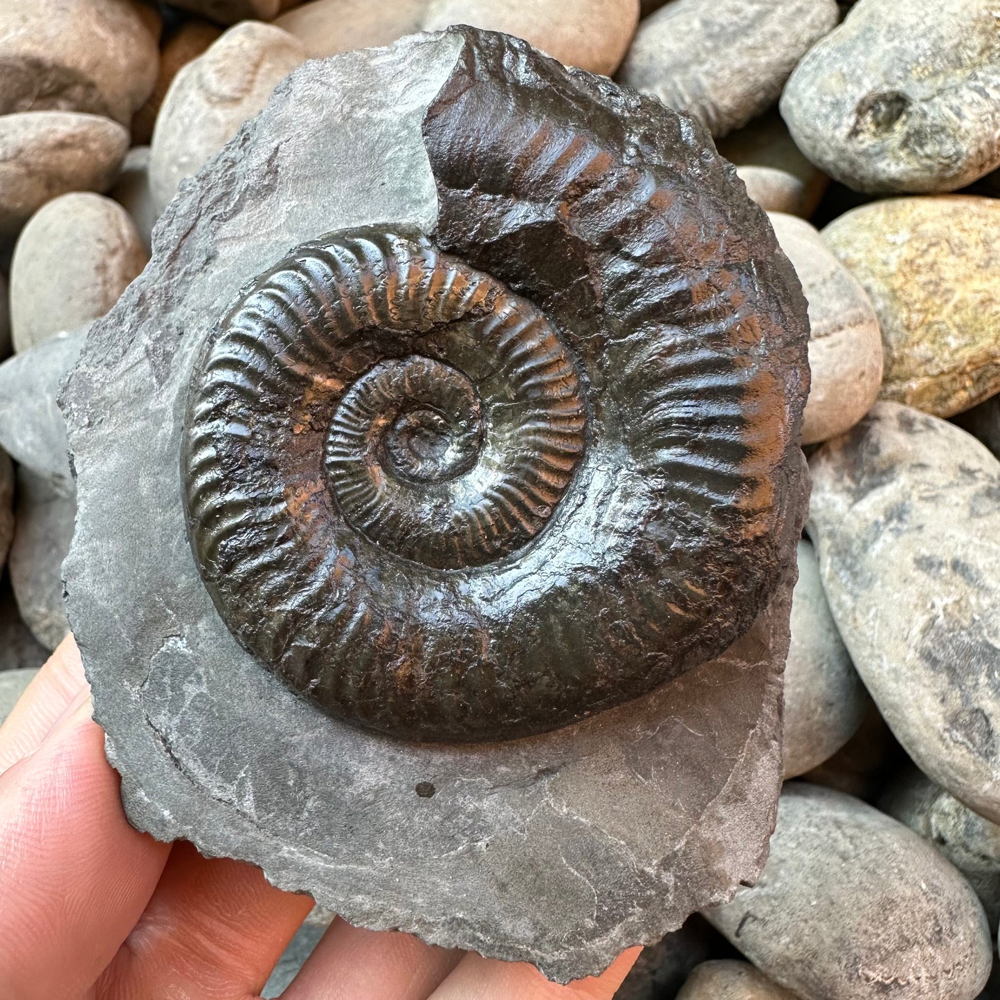 Grammoceras thoaurense ammonite shell fossil - Whitby, North Yorkshire