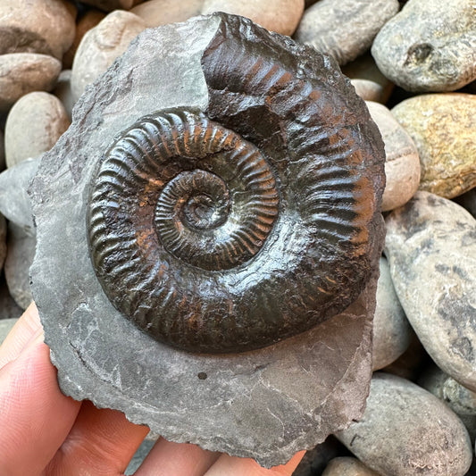 Grammoceras thoaurense ammonite shell fossil - Whitby, North Yorkshire