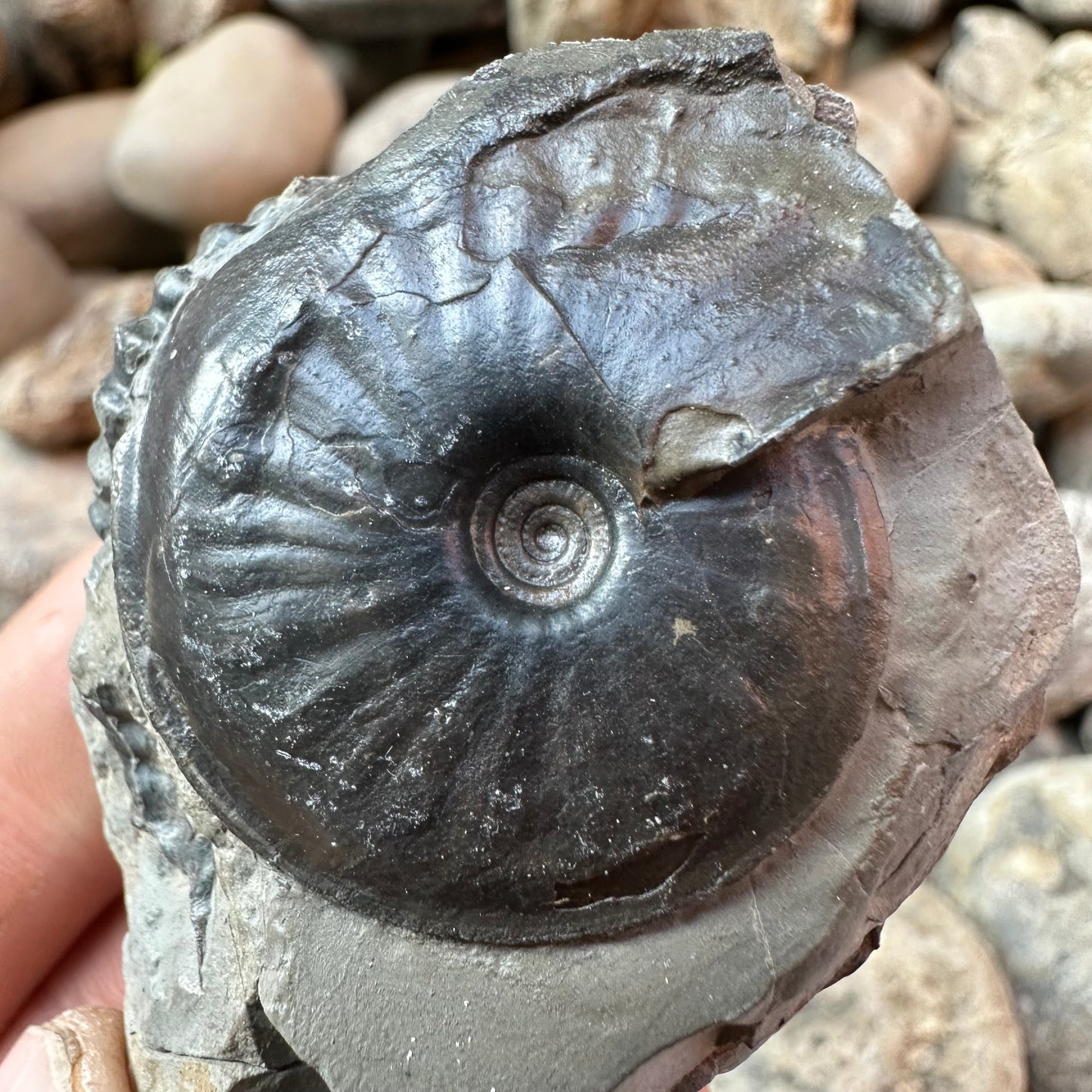 Oxynoticeras ammonite shell fossil - Whitby, North Yorkshire