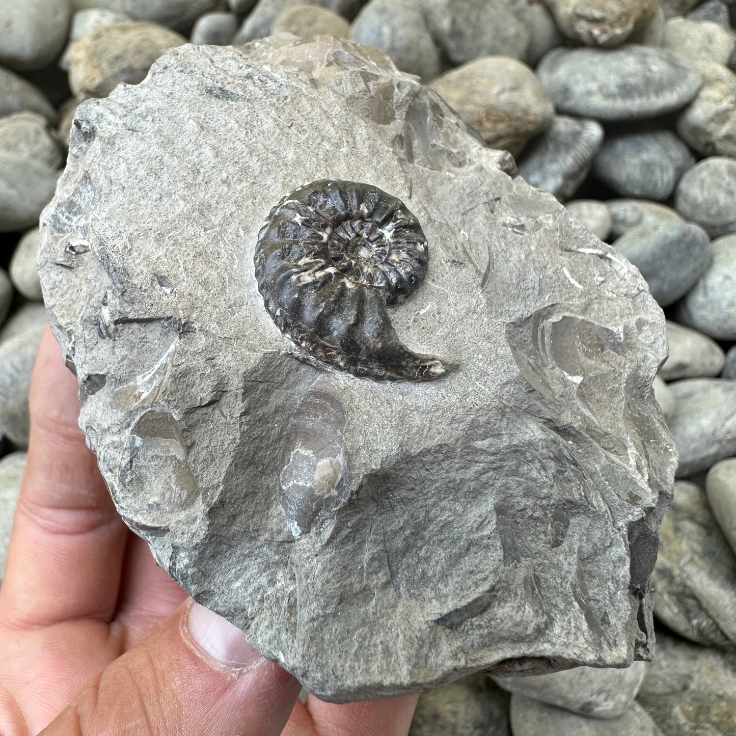 Amaltheus subnodosus ammonite fossil - Whitby, North Yorkshire