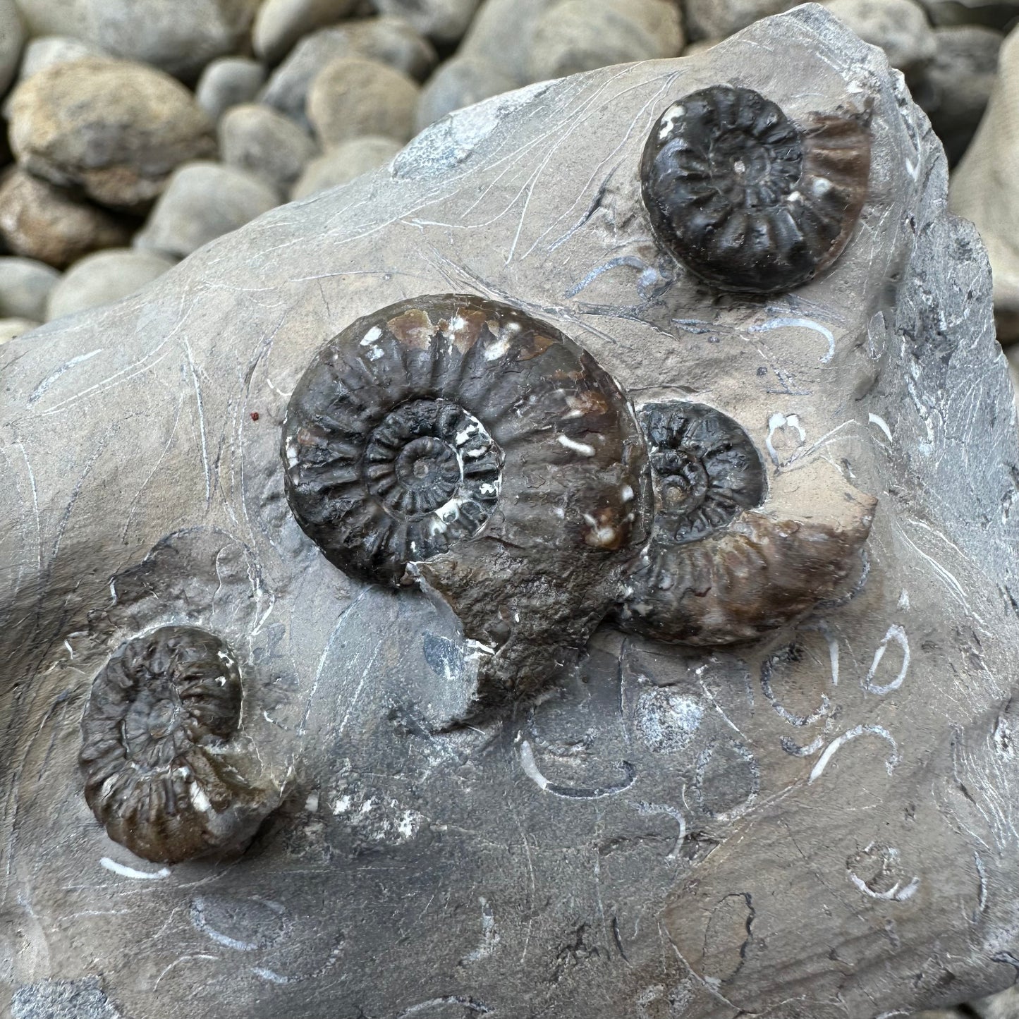 Amaltheus subnodosus ammonite fossil - Whitby, North Yorkshire
