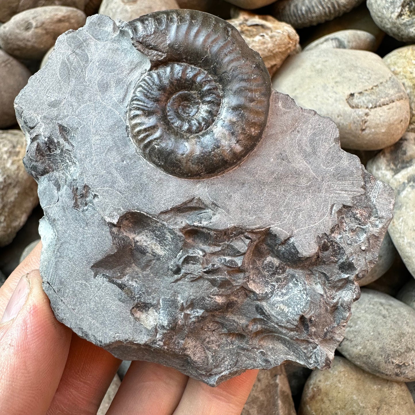 Grammoceras thoaurense ammonite shell fossil - Whitby, North Yorkshire