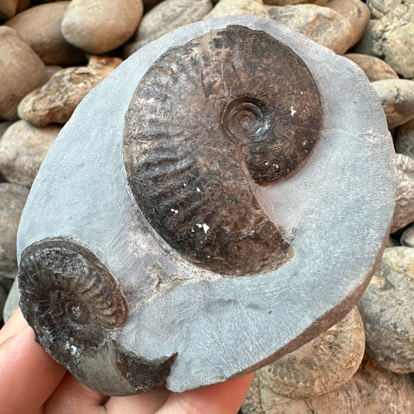 Grammoceras thouarense / pseudolioceras boulbiense ammonite fossil - Whitby, North Yorkshire Jurassic Coast