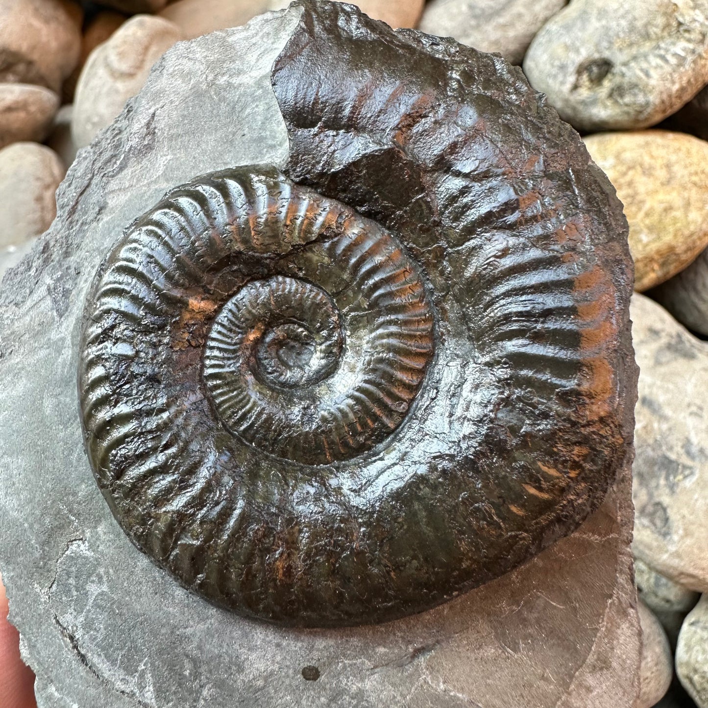 Grammoceras thoaurense ammonite shell fossil - Whitby, North Yorkshire