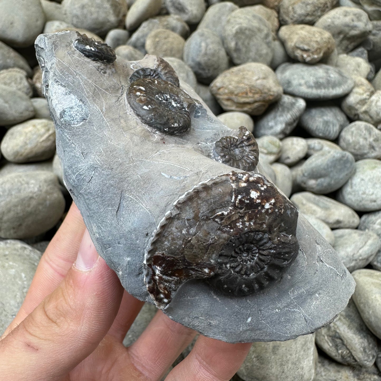 Amaltheus subnodosus ammonite fossil - Whitby, North Yorkshire