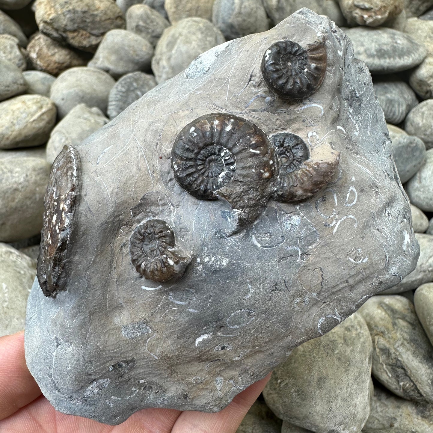Amaltheus subnodosus ammonite fossil - Whitby, North Yorkshire