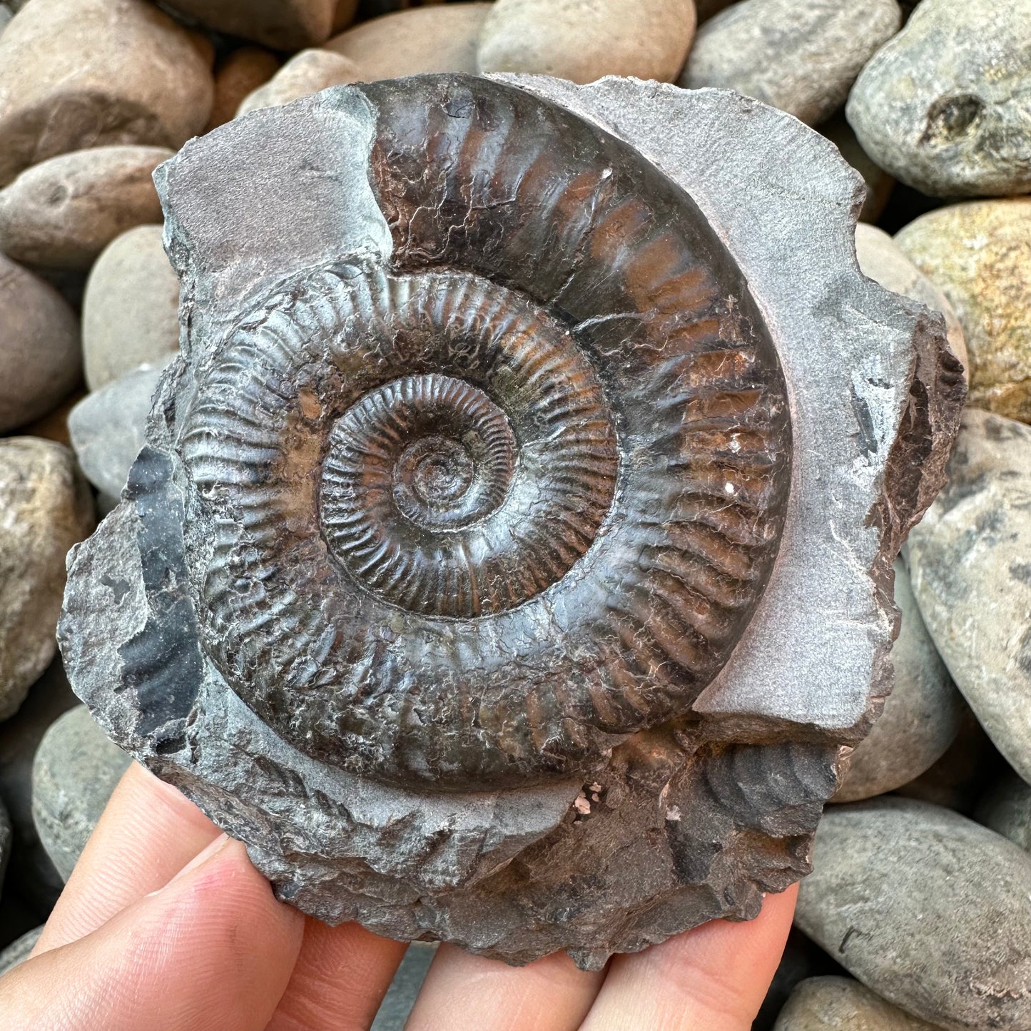 Grammoceras thoaurense ammonite shell fossil - Whitby, North Yorkshire