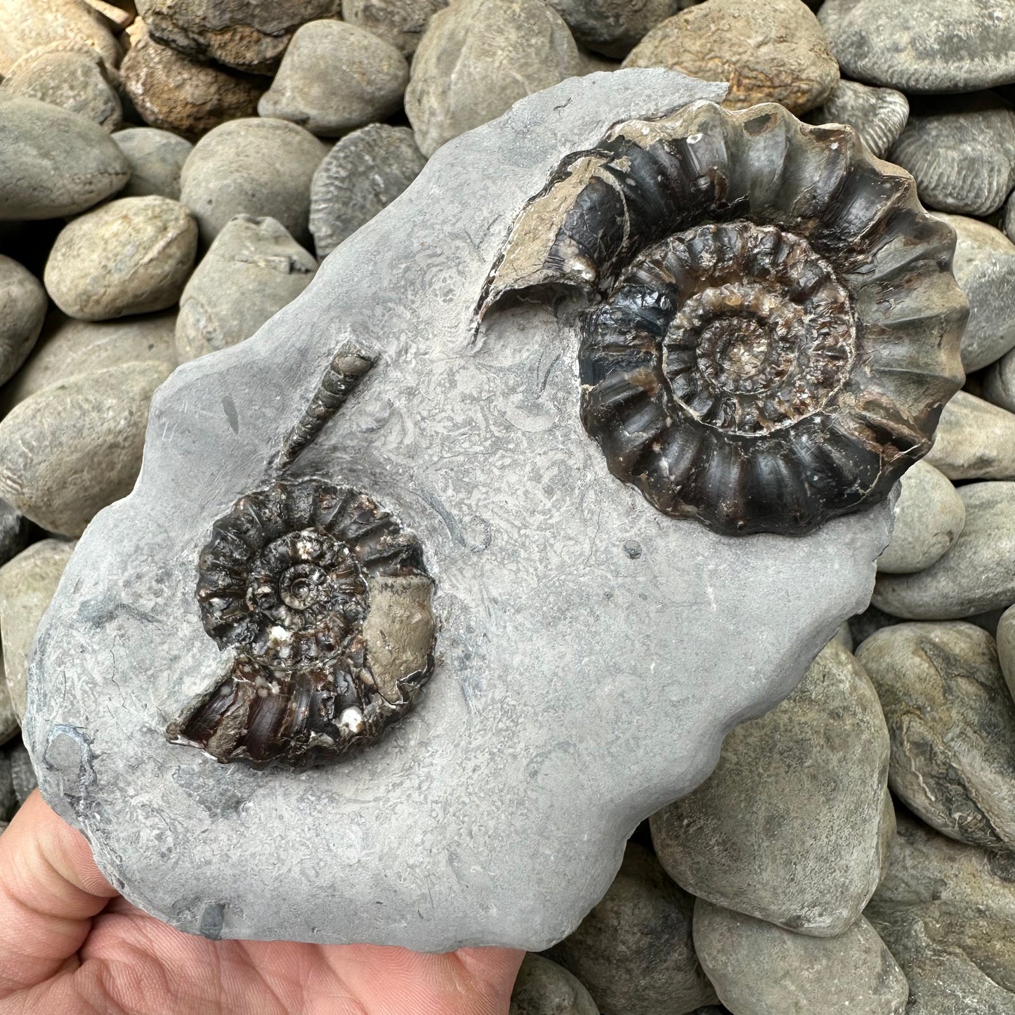 Androgynoceras maculatum ammonite fossil - Whitby, North Yorkshire