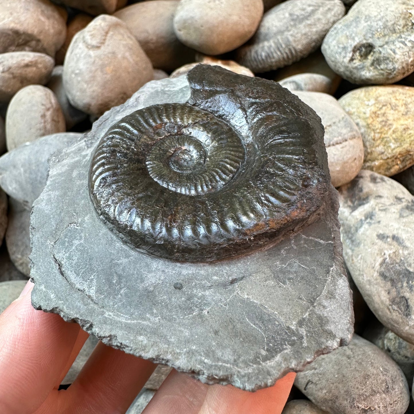 Grammoceras thoaurense ammonite shell fossil - Whitby, North Yorkshire