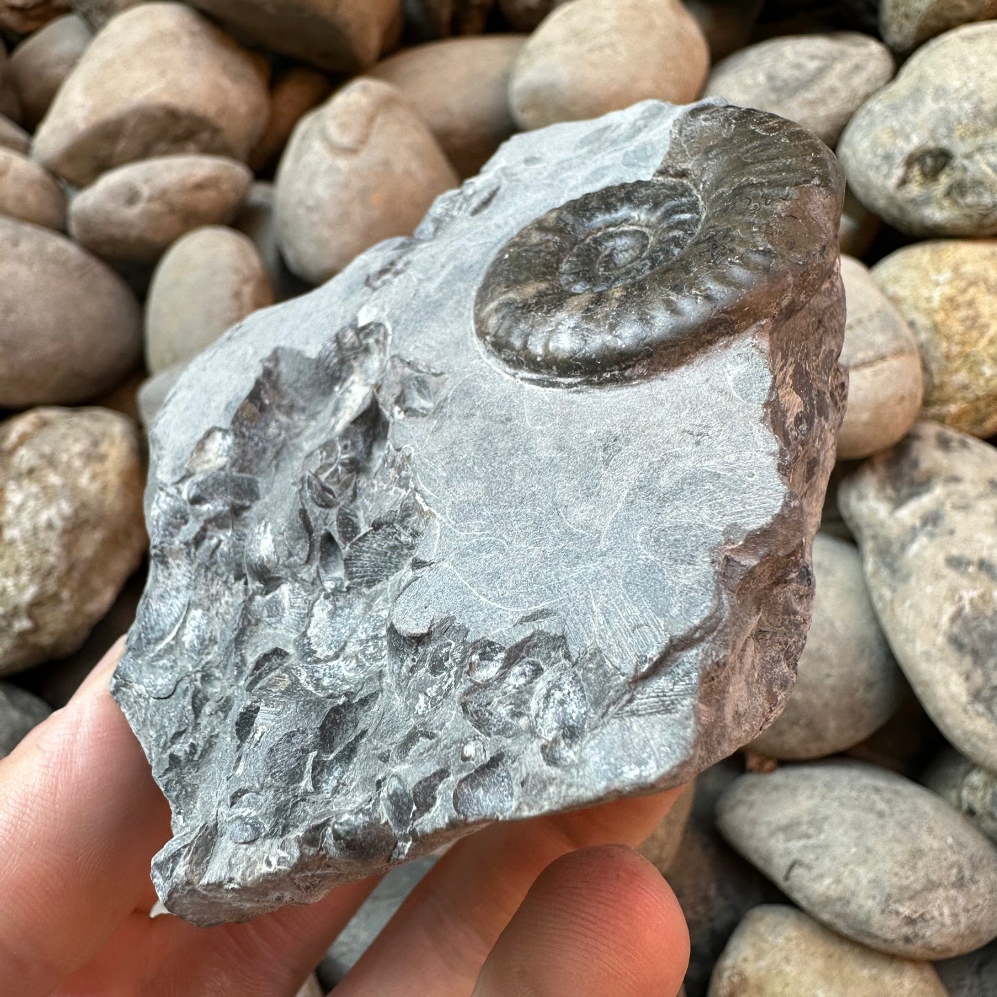 Grammoceras thoaurense ammonite shell fossil - Whitby, North Yorkshire
