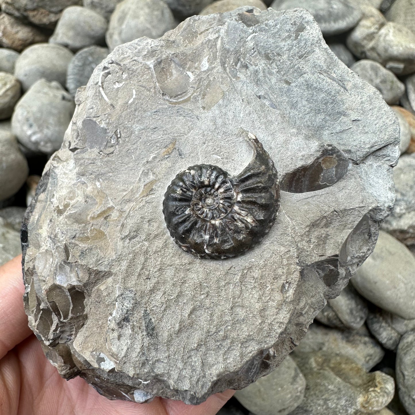 Amaltheus subnodosus ammonite fossil - Whitby, North Yorkshire