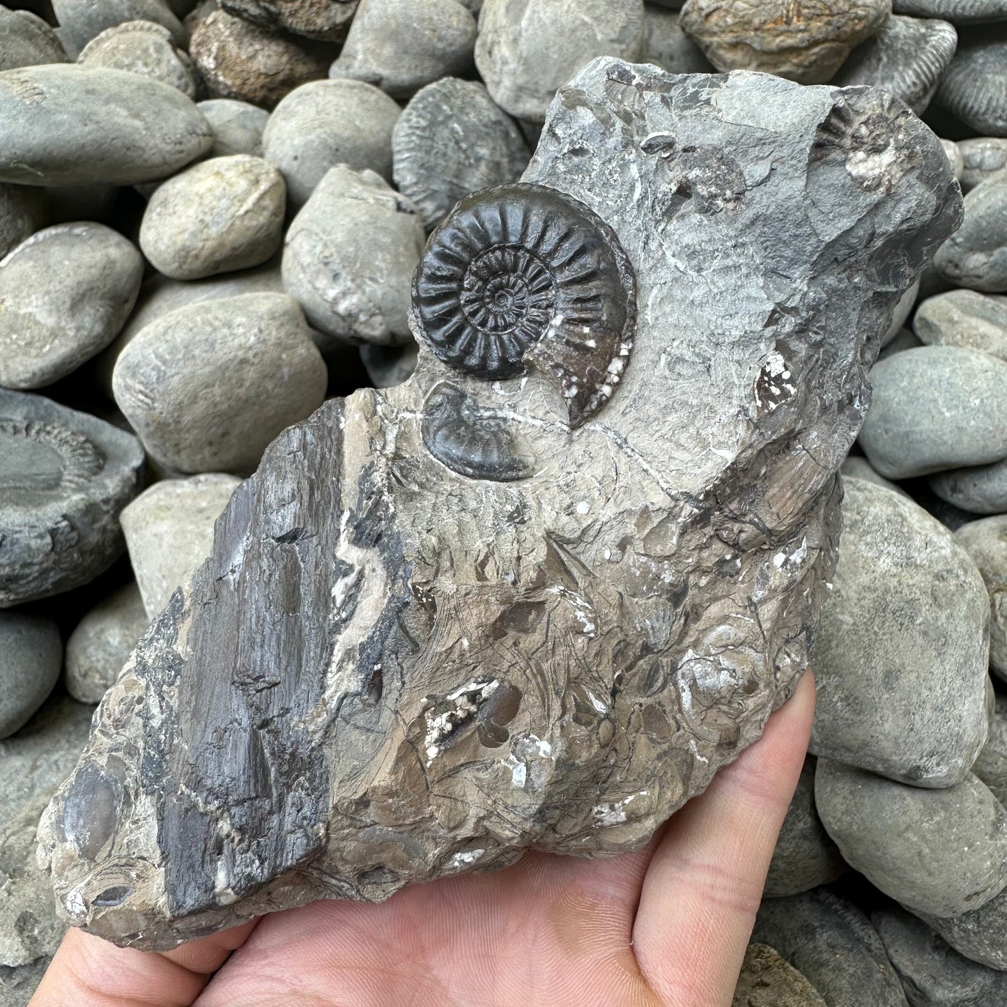 Amaltheus subnodosus ammonite fossil - Whitby, North Yorkshire