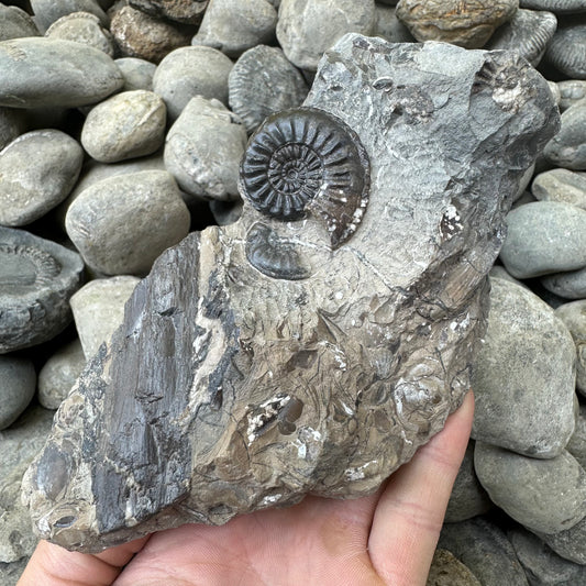 Amaltheus subnodosus ammonite fossil - Whitby, North Yorkshire