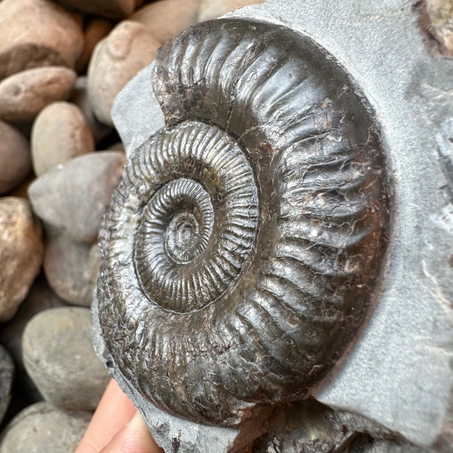 Grammoceras thoaurense ammonite shell fossil - Whitby, North Yorkshire
