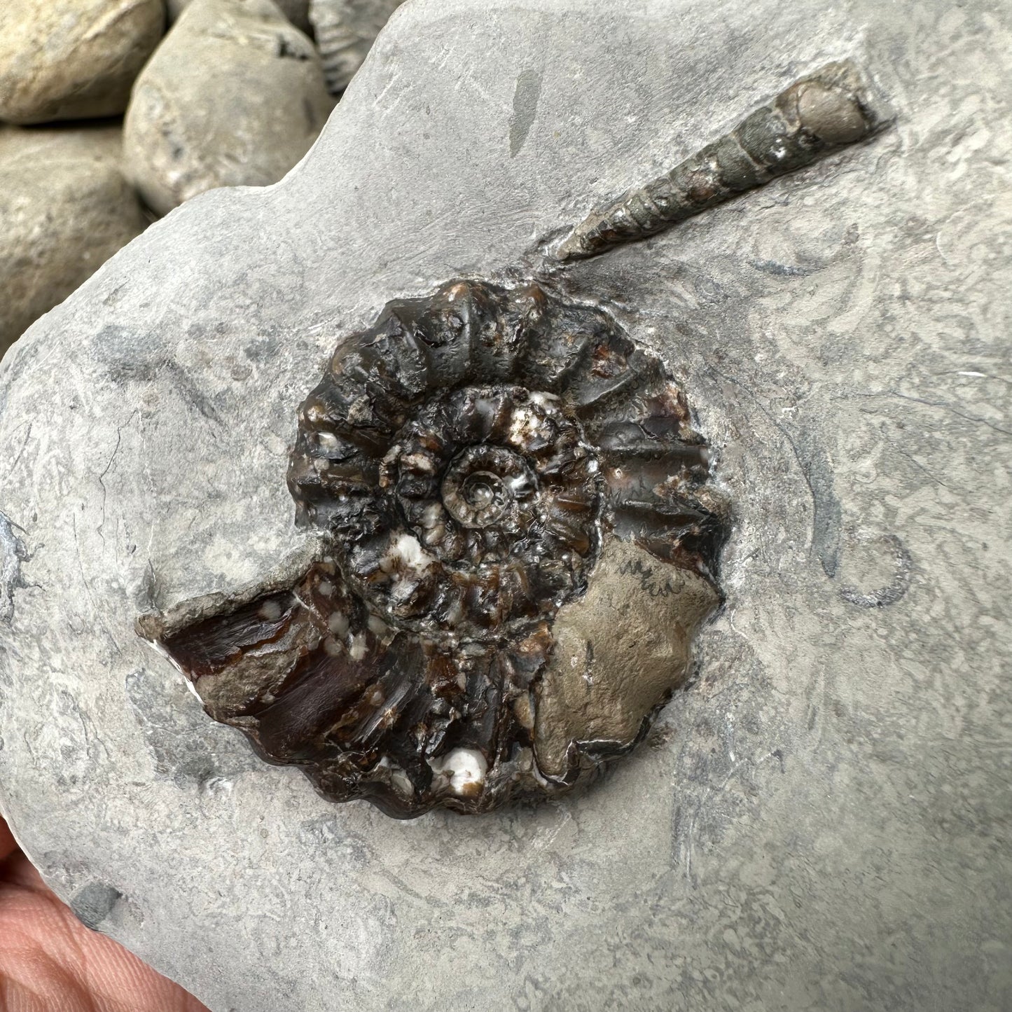 Androgynoceras maculatum ammonite fossil - Whitby, North Yorkshire