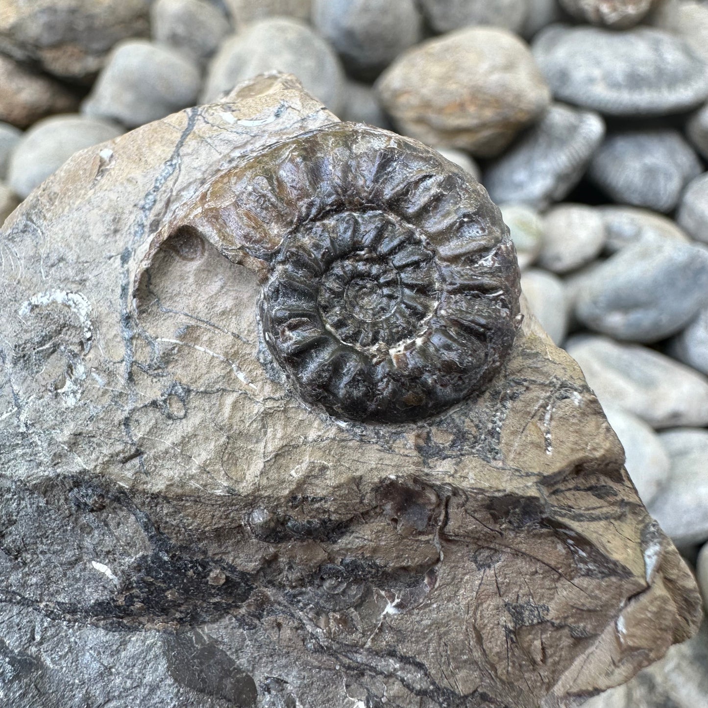 Amaltheus subnodosus ammonite fossil - Whitby, North Yorkshire