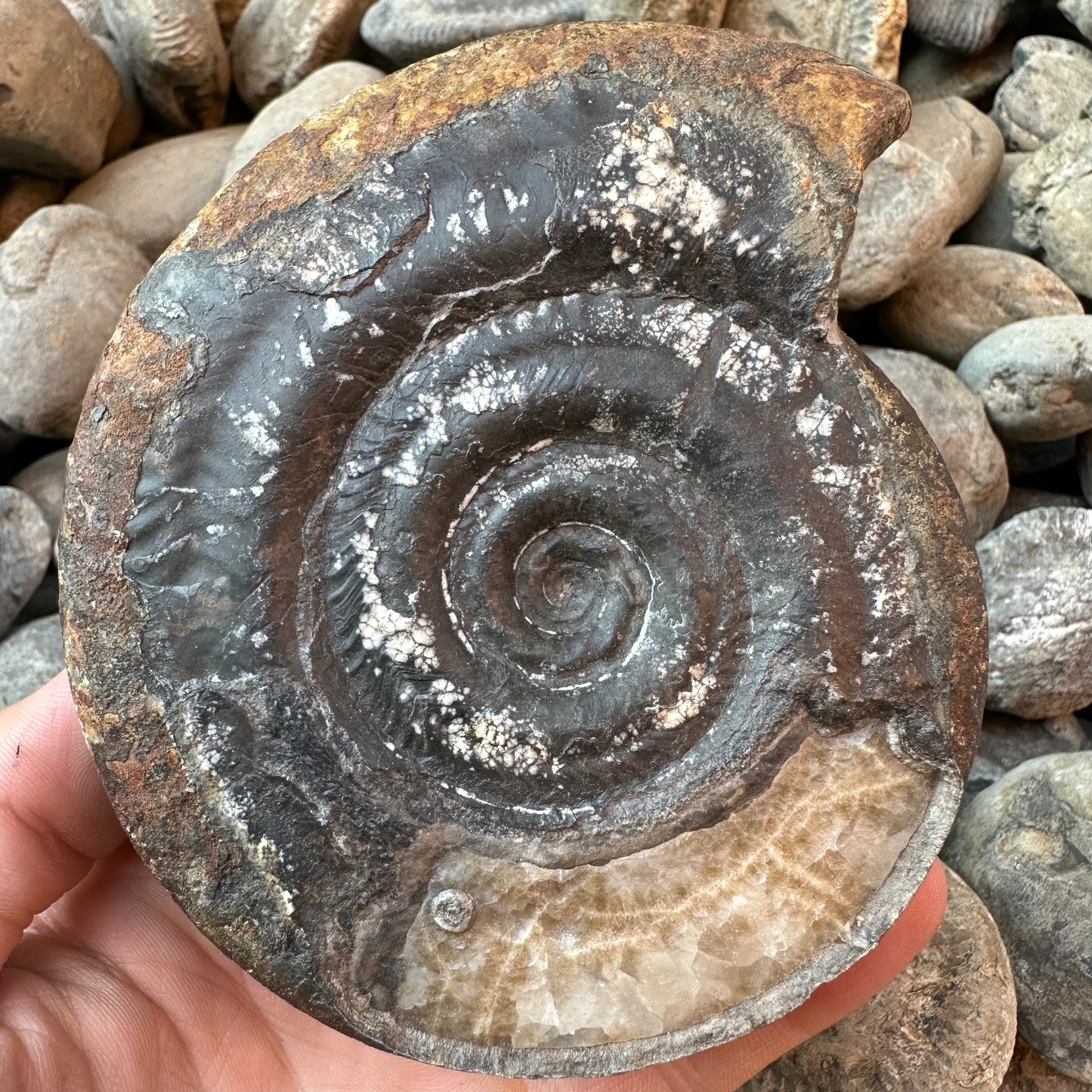 Hildoceras Bifrons ammonite fossil - Whitby, North Yorkshire Jurassic Coast