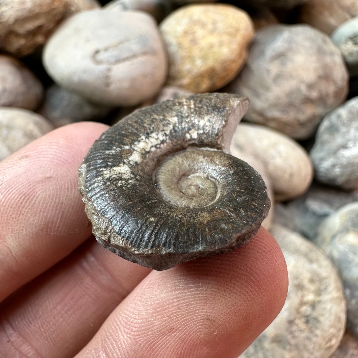 Lytoceras ammonite fossil - Whitby, North Yorkshire