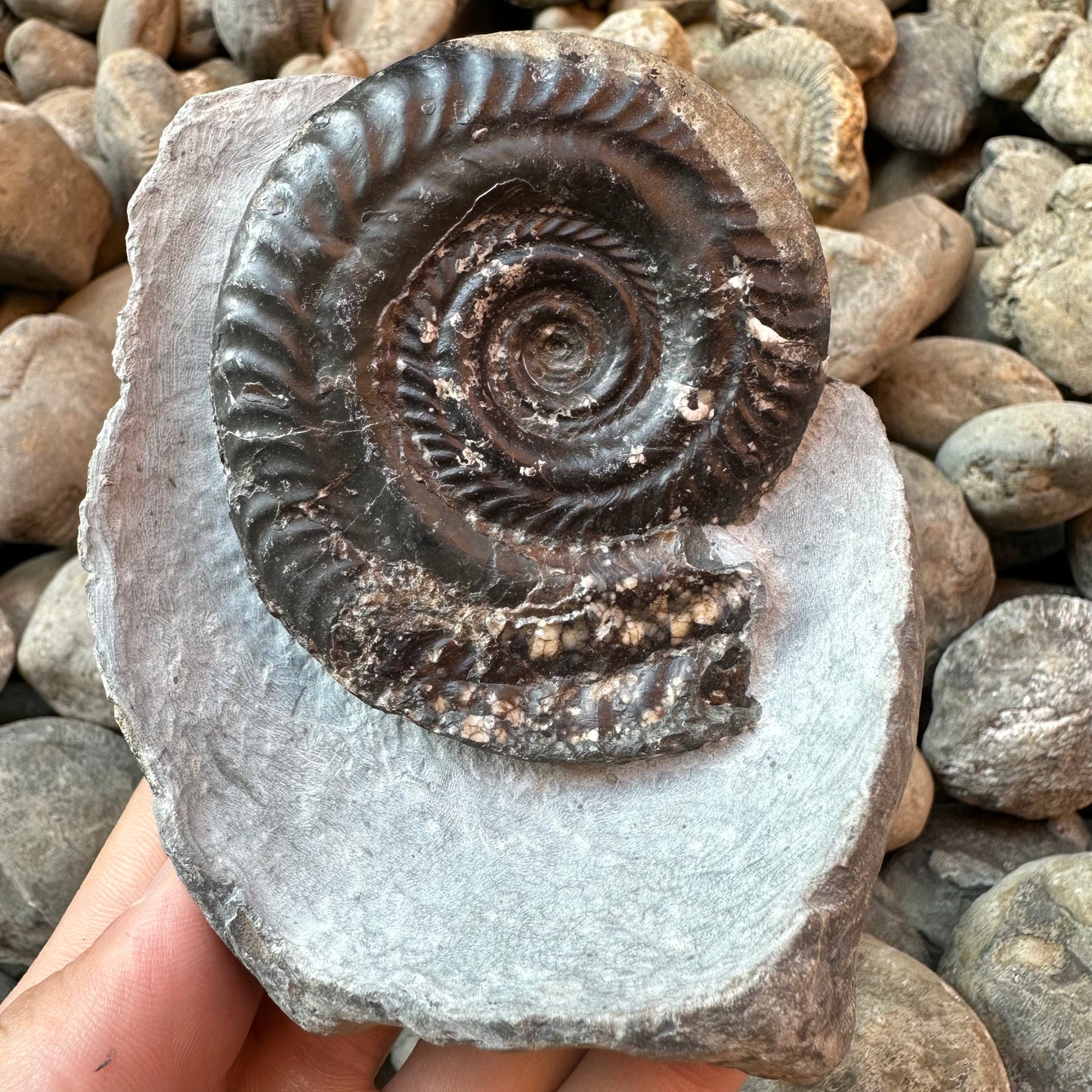 Hildoceras Bifrons ammonite fossil - Whitby, North Yorkshire Jurassic Coast