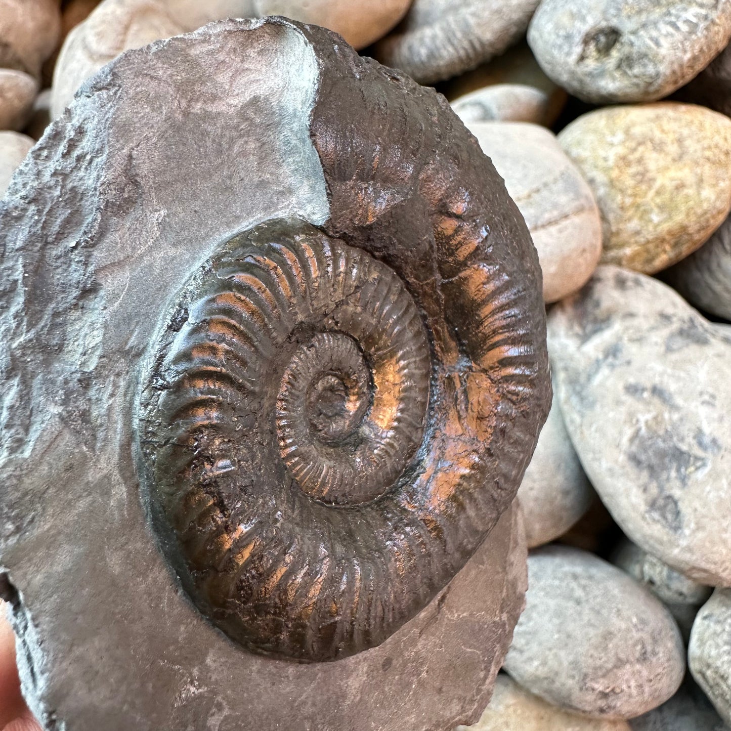 Grammoceras thoaurense ammonite shell fossil - Whitby, North Yorkshire