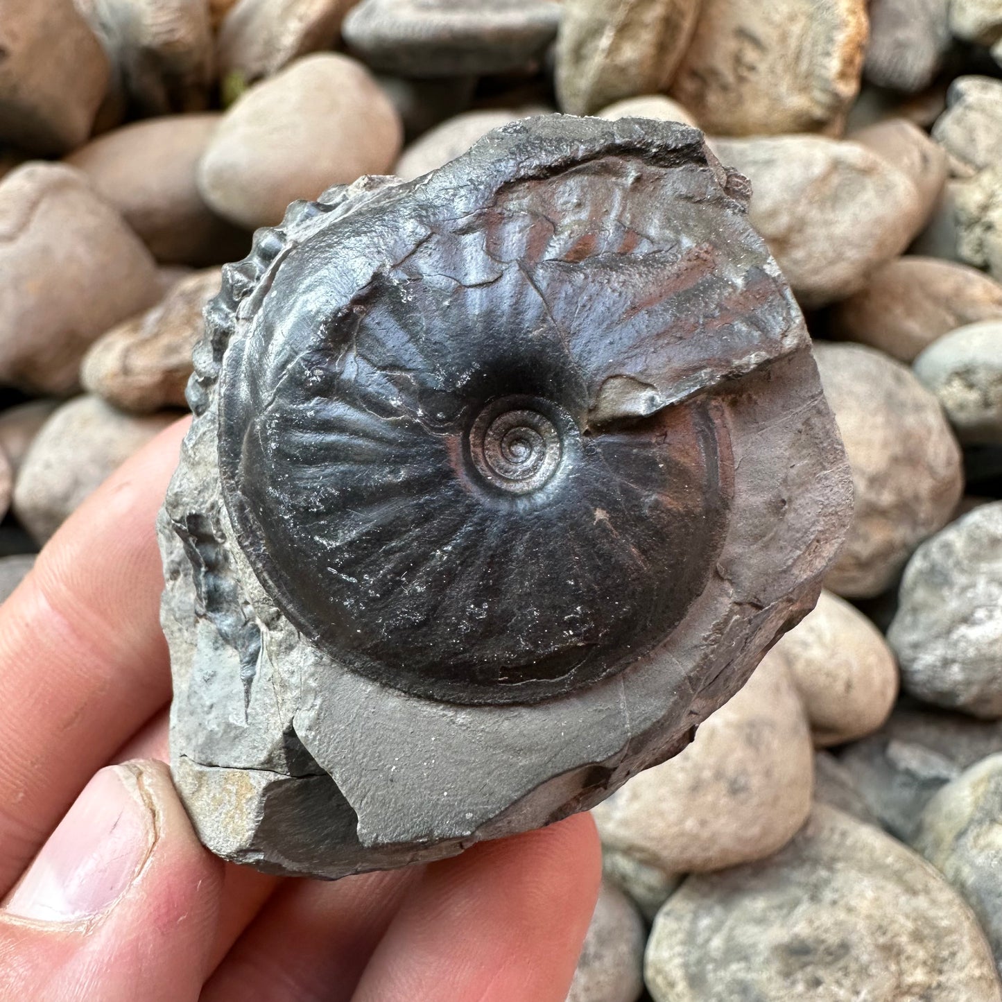 Oxynoticeras ammonite shell fossil - Whitby, North Yorkshire
