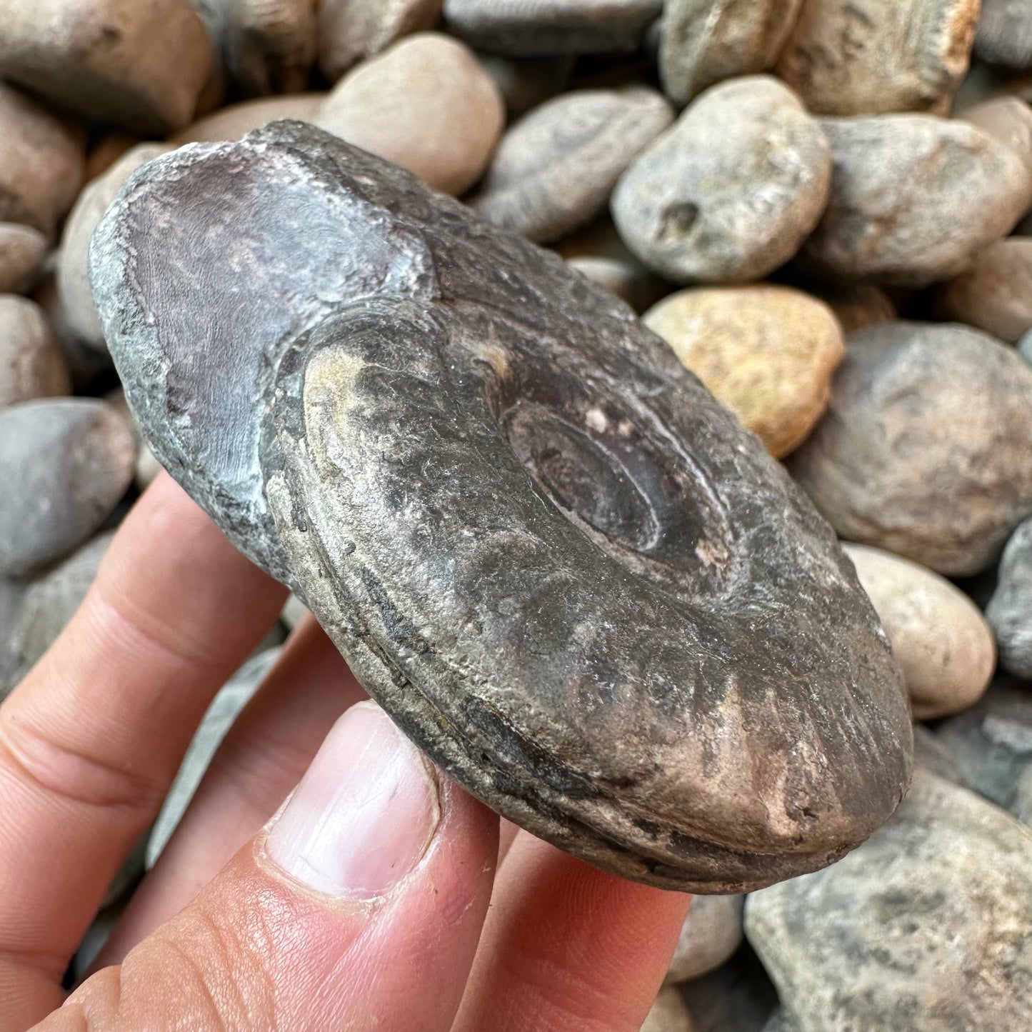 Hildoceras Bifrons ammonite fossil - Whitby, North Yorkshire Jurassic Coast
