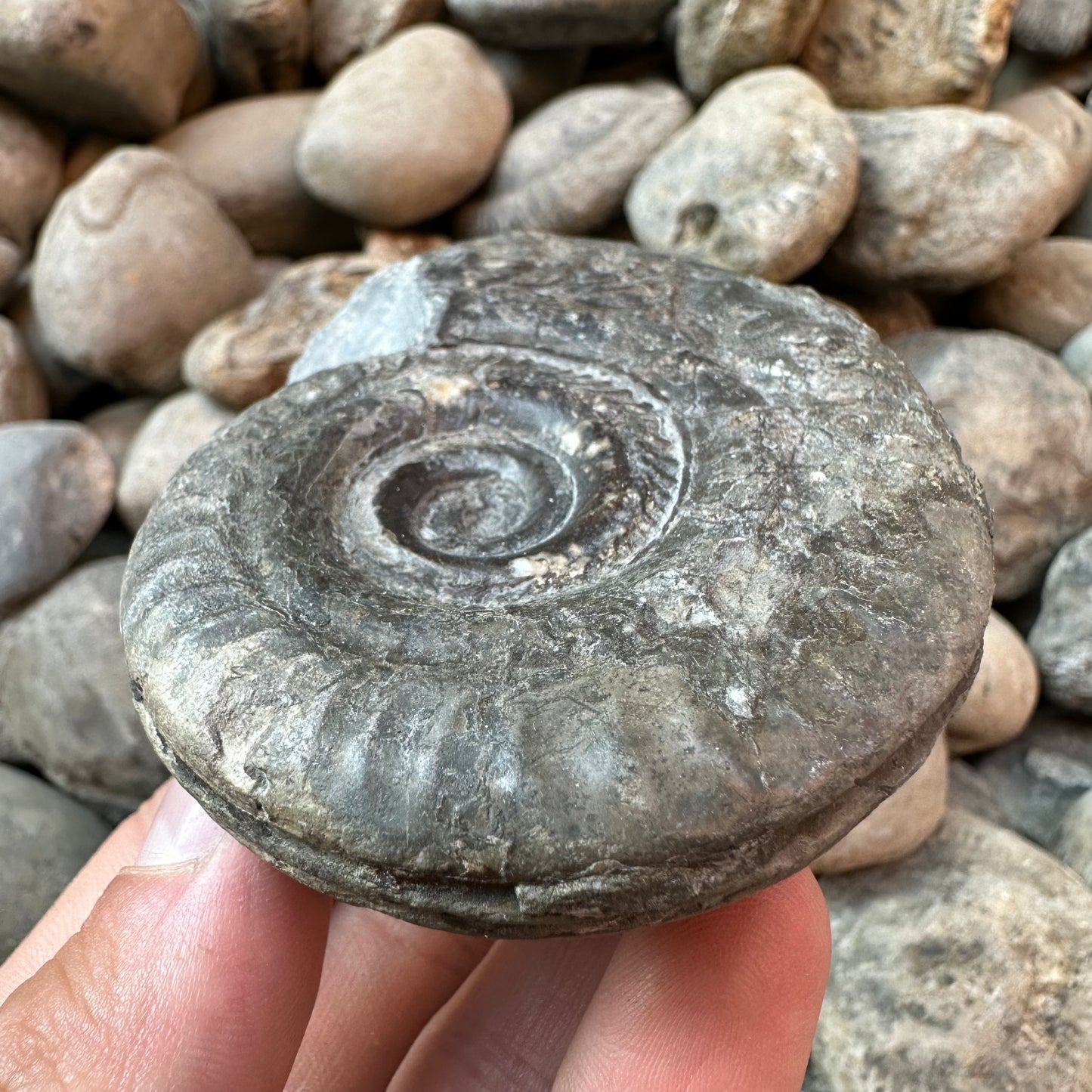 Hildoceras Bifrons ammonite fossil - Whitby, North Yorkshire Jurassic Coast