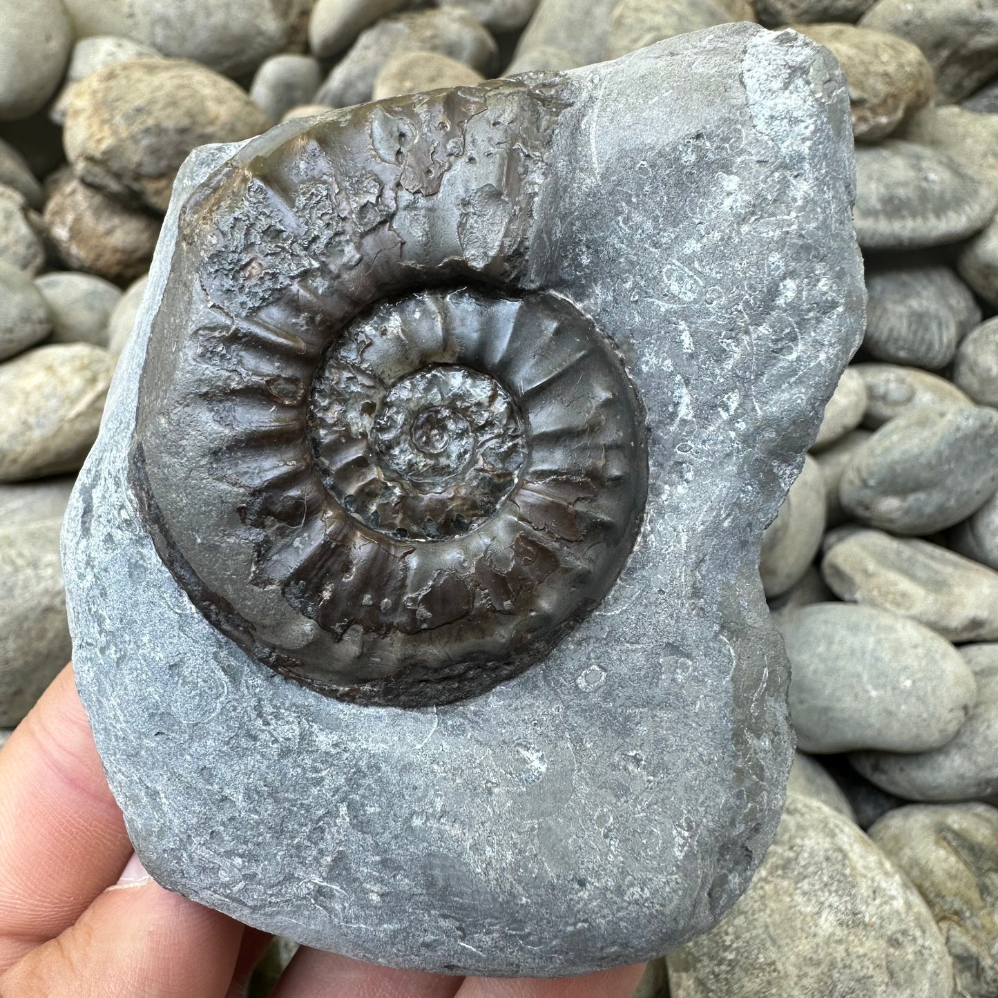 Agassiceras sp. ammonite fossil - Whitby, North Yorkshire