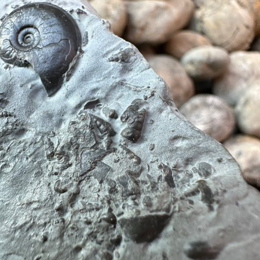 Oxynoticeras ammonite shell fossil - Whitby, North Yorkshire