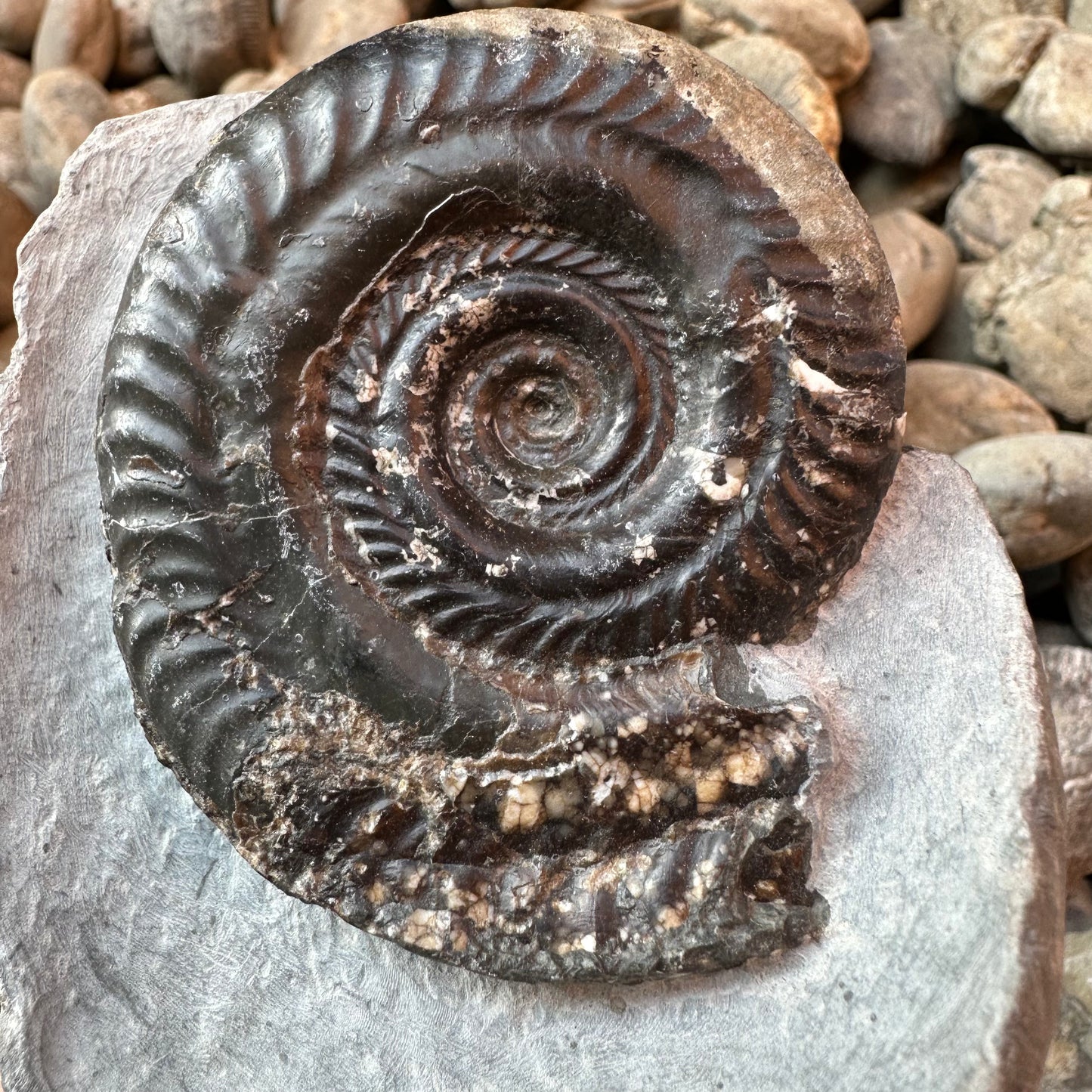 Hildoceras Bifrons ammonite fossil - Whitby, North Yorkshire Jurassic Coast