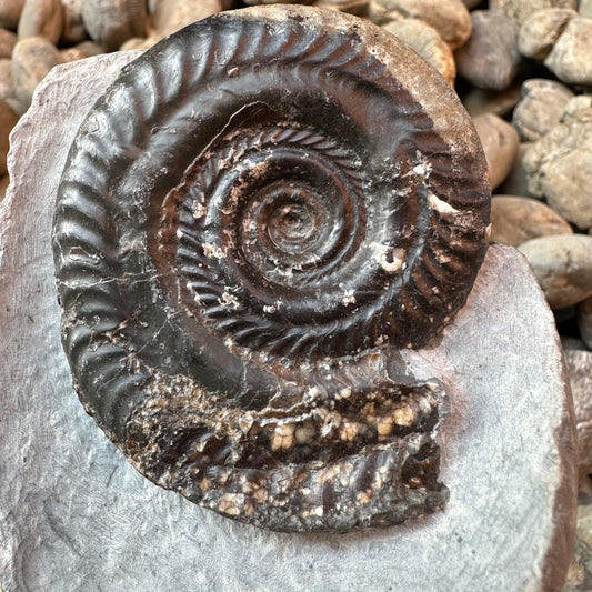 Hildoceras Bifrons ammonite fossil - Whitby, North Yorkshire Jurassic Coast