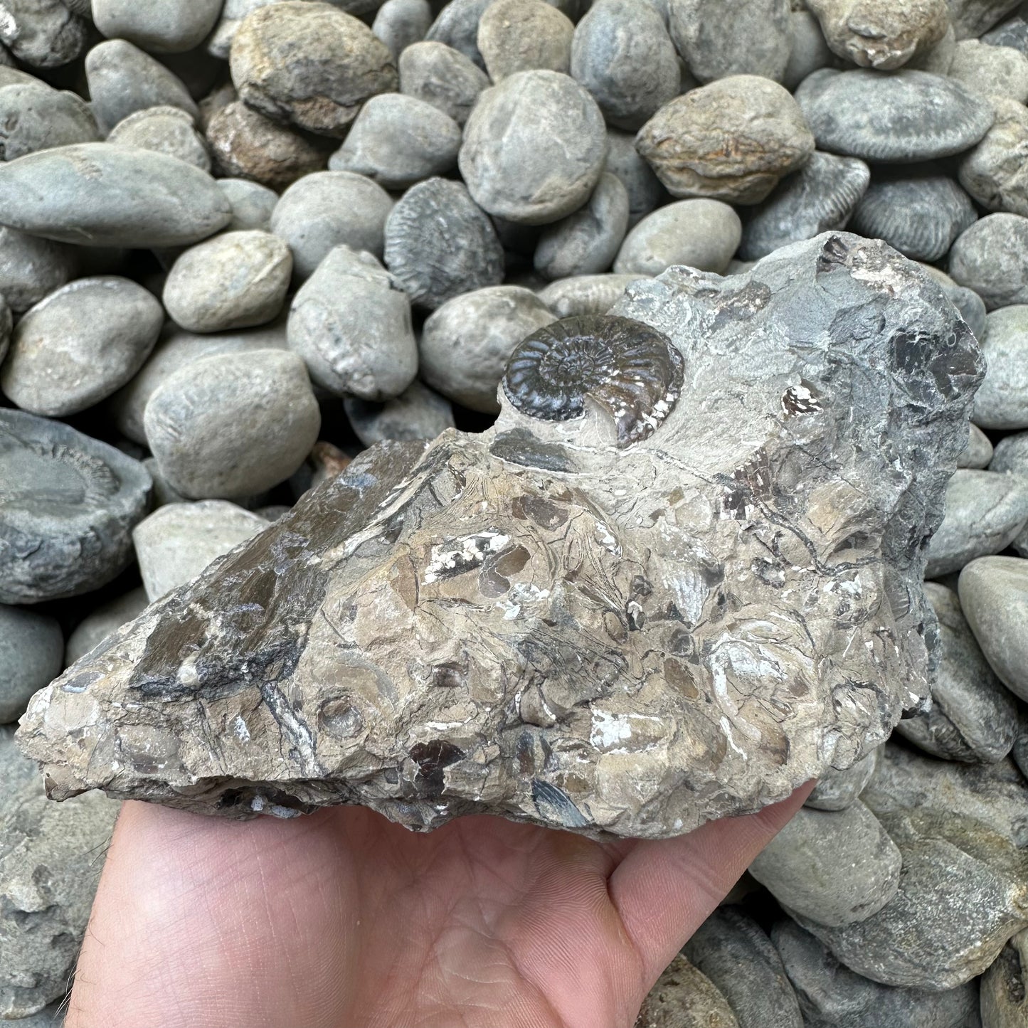Amaltheus subnodosus ammonite fossil - Whitby, North Yorkshire