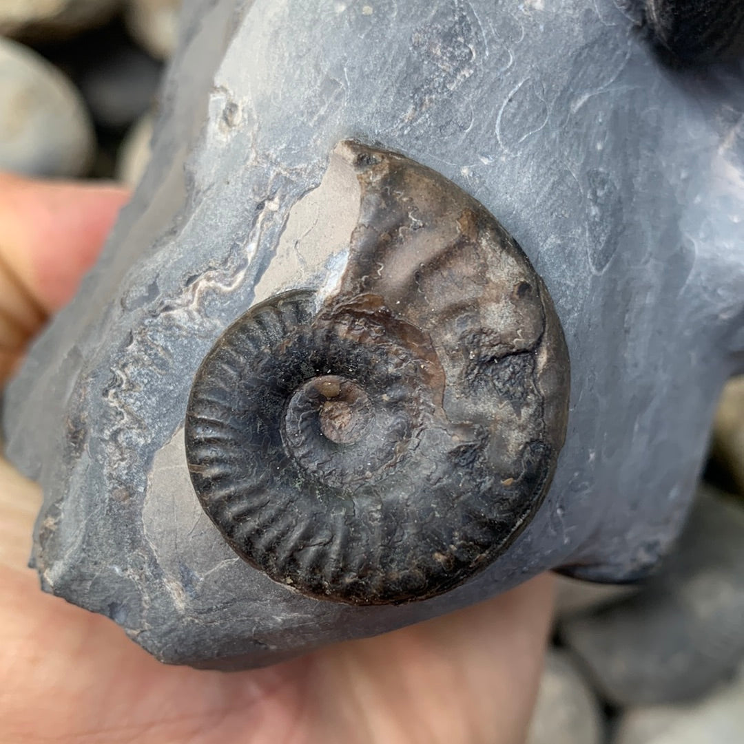 Grammoceras thouarense / pseudolioceras boulbiense ammonite fossil - Whitby, North Yorkshire Jurassic Coast