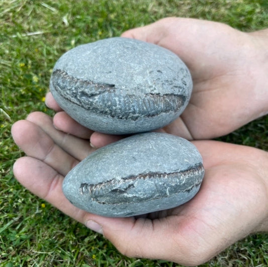 Large Ammonite Nodules x2 ammonite fossil - Whitby, North Yorkshire Jurassic Coast, Yorkshire fossils