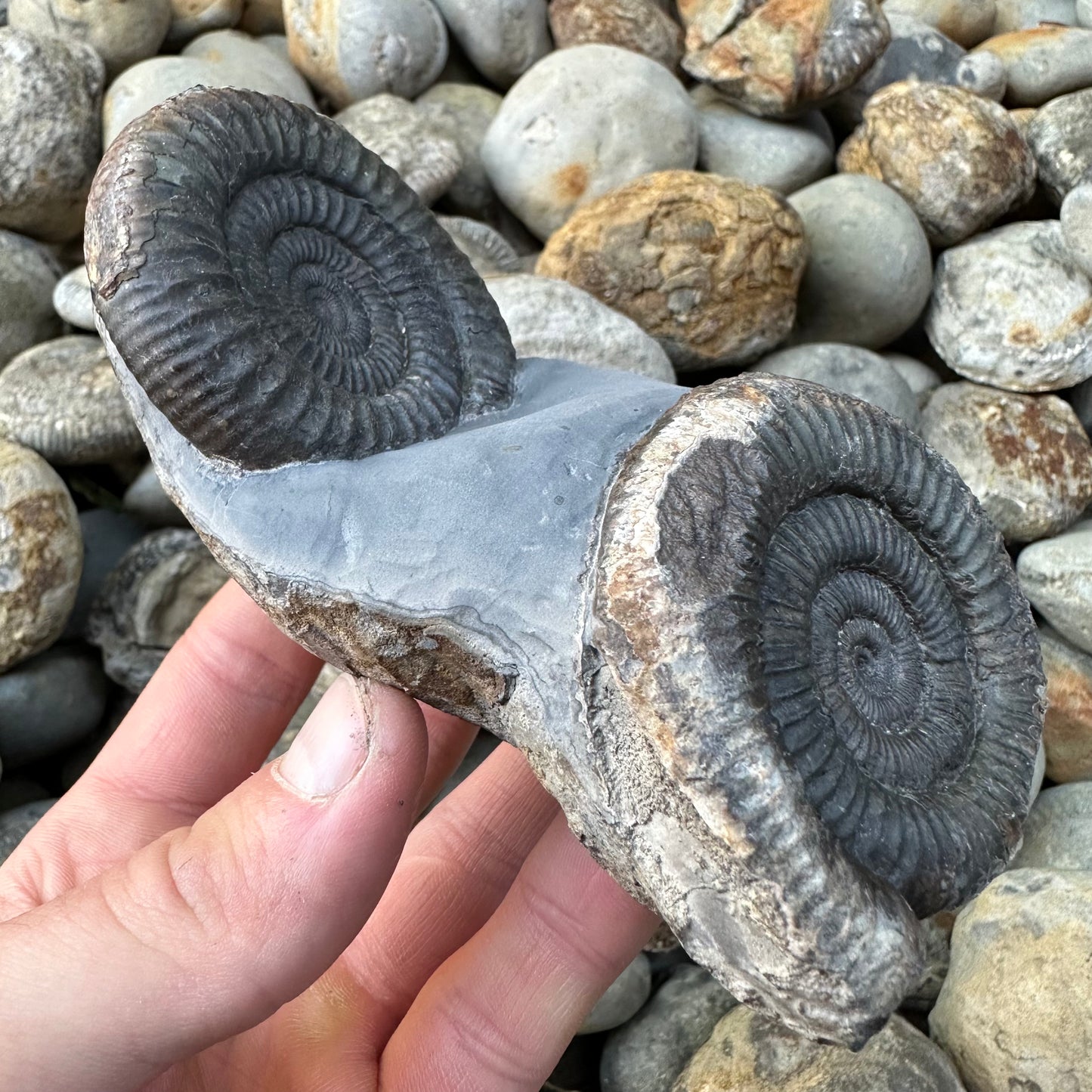 Dactylioceras Double ammonite fossil - Whitby, North Yorkshire Jurassic Coast