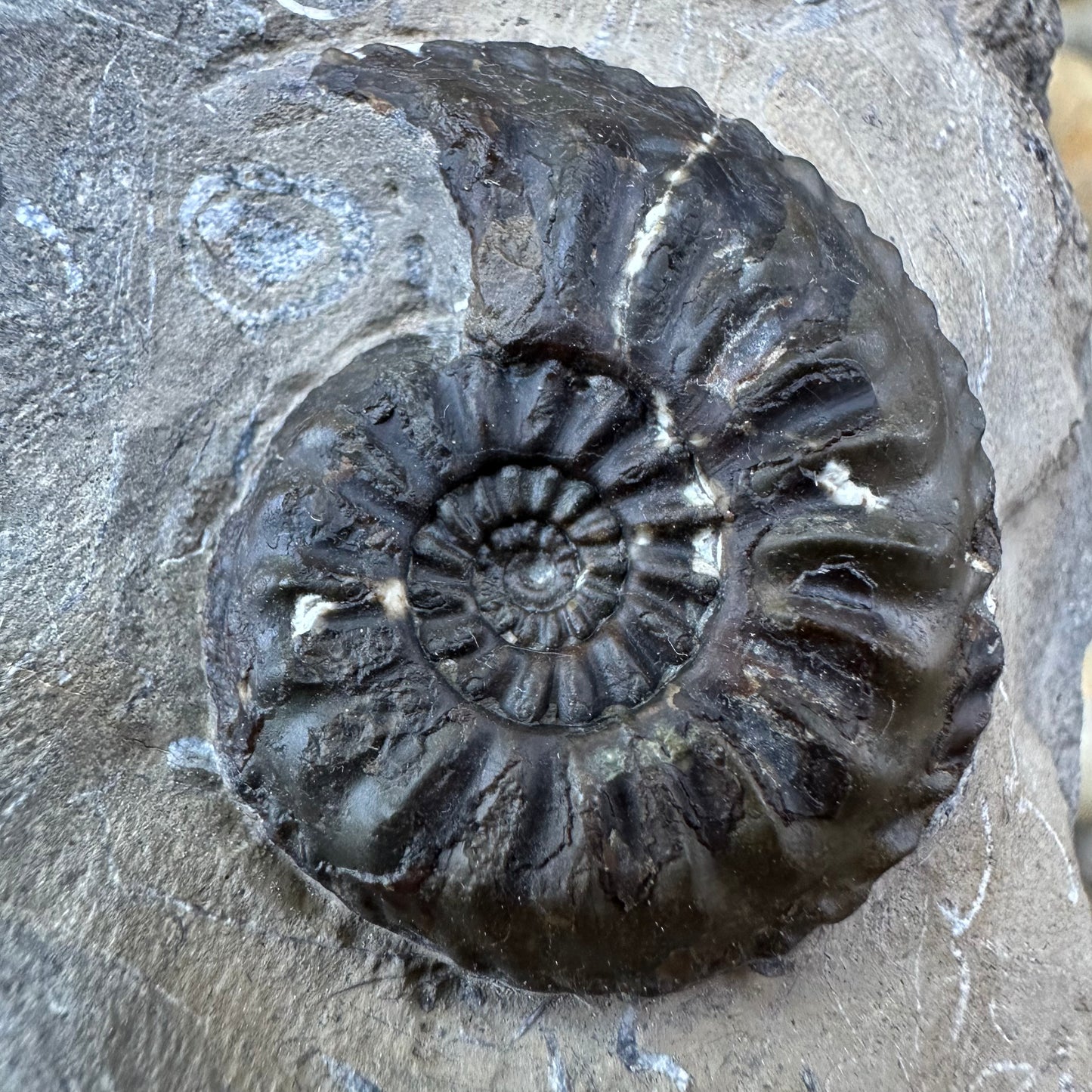 Amaltheus subnodosus ammonite fossil - Whitby, North Yorkshire