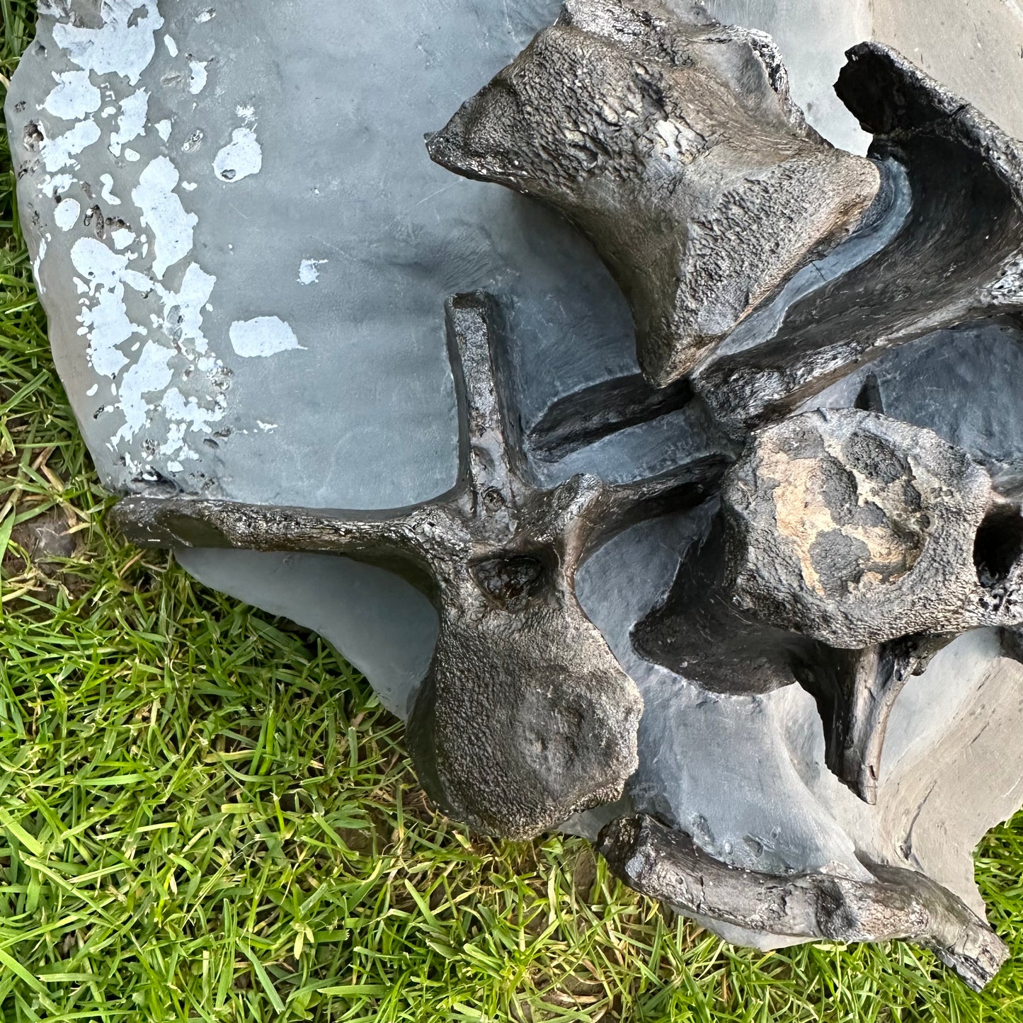 Crocodile Bone Block - Marine Reptile Whitby, North Yorkshire, Jurassic Coast