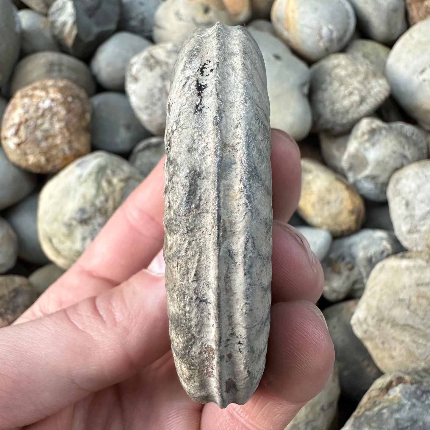 Hildoceras Bifrons ammonite fossil - Whitby, North Yorkshire Jurassic Coast
