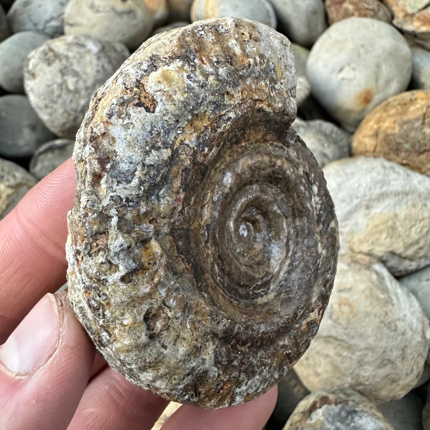 Hildoceras Bifrons ammonite fossil - Whitby, North Yorkshire Jurassic Coast