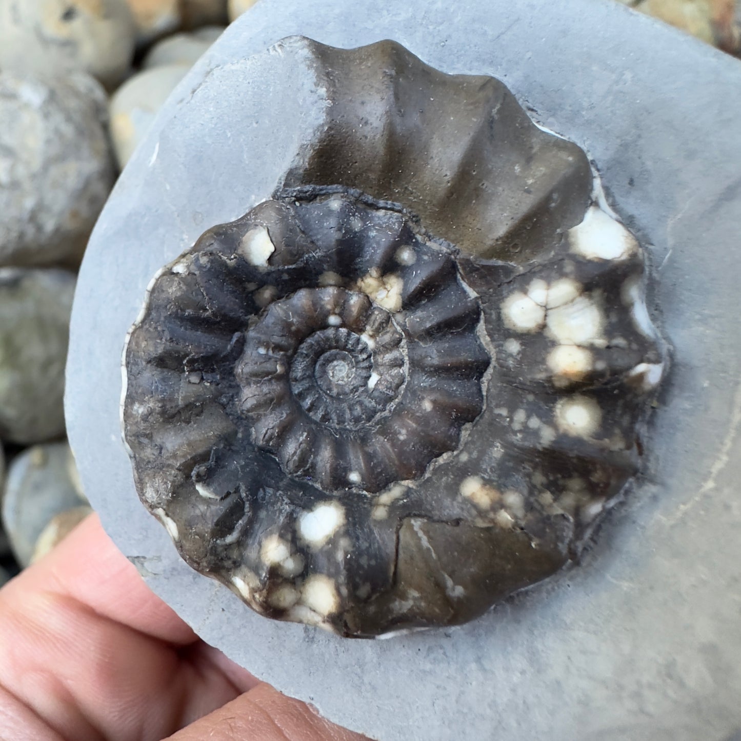 Androgynoceras maculatum ammonite fossil - Whitby, North Yorkshire