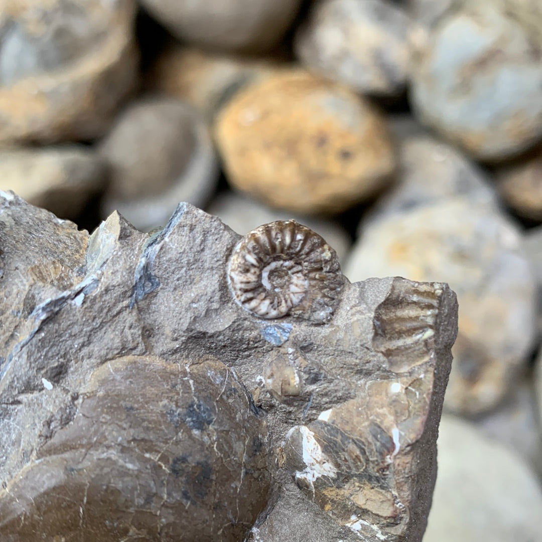 Androgynoceras capricornus ammonite fossil - Whitby, North Yorkshire