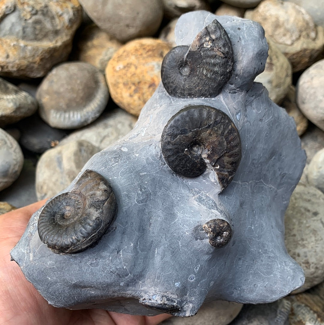 Grammoceras thouarense / pseudolioceras boulbiense ammonite fossil - Whitby, North Yorkshire Jurassic Coast