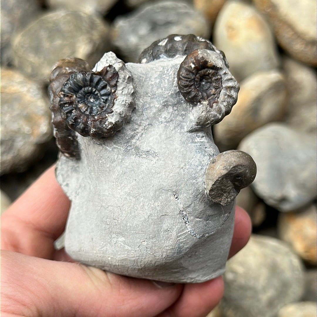 Androgynoceras maculatum ammonite fossil - Whitby, North Yorkshire